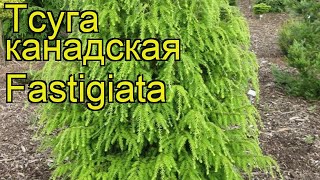 Тсуга канадская Фастигиата Краткий обзор описание характеристик tsuga canadensis Fastigiata [upl. by Lillywhite]