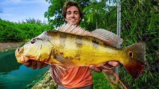 Catching PEACOCK BASS in Florida  Peacock Bass Fishing 4K [upl. by Faxon286]