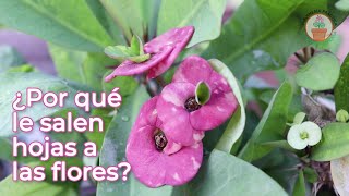 ¿Por qué le salen hojas a las flores [upl. by Eigla]