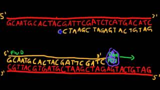 Primer Design for PCR [upl. by Ahsilem184]