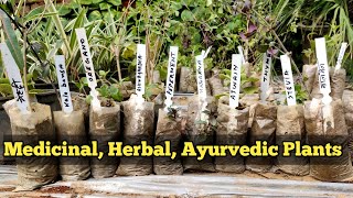 List Of MEDICINALHERB AYURVEDIC Plants  Rare Medicine Herb Plants India [upl. by Tra]