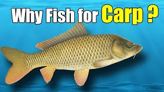 Why Fish for Common Carp  Introduction to Carp Fishing [upl. by Rolan]