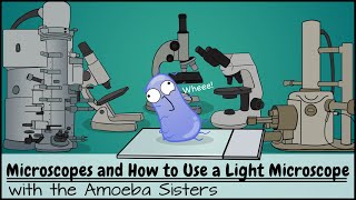 Microscopes and How to Use a Light Microscope [upl. by Aronaele]