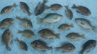 Early Ice Fishing for Public Pond Panfish [upl. by Jezabel]