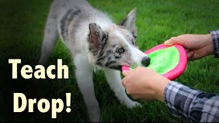 Teach your dog to DROP  Dog Training by Kikopup [upl. by Gerrard765]