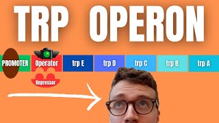 TRP OPERON EXPLAINED [upl. by Llecrad]