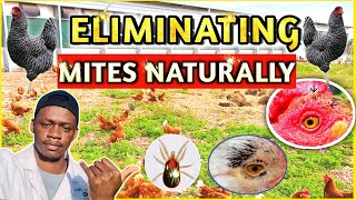 Natural Ways To Get Rid Of MITES On A Chicken Farm [upl. by Dombrowski60]