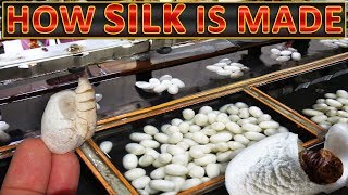 How Silk is Made  Making of Silk thread from silkworm cocoons [upl. by Arturo178]