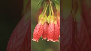 🌻¹⁷☆•⁷◇⁸ ▪︎ ³ Himalayan Lantern Creeping Agapetes Agapetes serpens in Heath Family Ericaceae [upl. by Aicele]