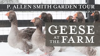 Heritage Geese Varieties Moss Mountain Farm  P Allen Smith 2019 [upl. by Mulderig]