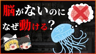 脳がないのに捕食？クラゲはどうして脳がなくても行動できるの？【ゆっくり解説】 [upl. by Morrison]