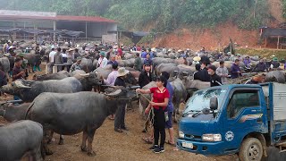 Single Mom Buying Buffaloes and Driving 1000km to Sell at the Village Market  Ban An Farm [upl. by Yerffeg483]