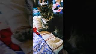 SOPHIE THE RESCUE KITTY LOVES NAPPING ON LAUNDRY RESCUEPETS SOPHIE SUBSCRIBELIKEANDSHARE FYP [upl. by Tav]