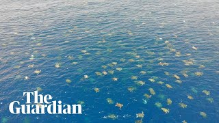 Great Barrier Reef drone footage allows researchers to count 64000 green sea turtles [upl. by Godden]