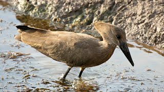 Hamerkop call  sound [upl. by Delanos]