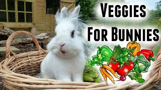 What To Feed a Rabbit  Safe Veggies [upl. by Yreneh]