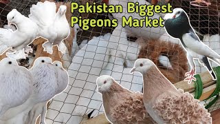 Lalukhait Pigeons Market In karachi Fancy pigeons kabooter Price in 2022Vlog with osama [upl. by Corella]