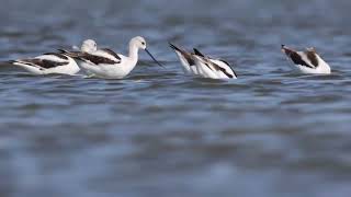 20241007 American Avocet 1 [upl. by Sinai]