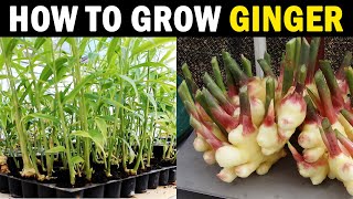 How to Grow Ginger at Home  Ginger Farming at Home  Protray Ginger Farming [upl. by Ayvid909]