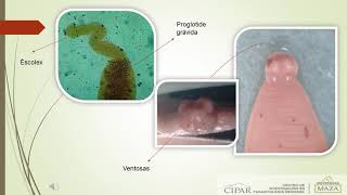 Características básicas de Helmintos [upl. by Thurston865]