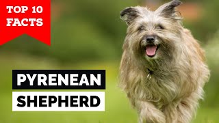 Pyrenean Shepherd  Top 10 Facts [upl. by Market975]