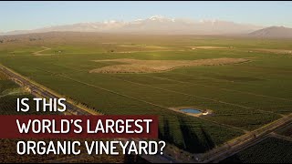 Touring One of The LARGEST Organic Vineyards in The World [upl. by Norod137]