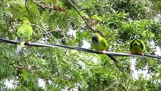 Nanday Conures [upl. by Barram]