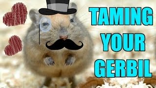 How To Tame Your Gerbil [upl. by Meeker]