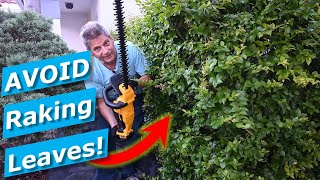 Hedge Trimming Cleanup Hacks Avoid Raking Leaves Clippings DeWalt Trimmer [upl. by Vipul266]