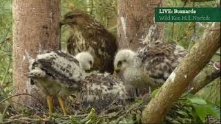 2022 BBC Springwatch Buzzards Live Highlights May 30  June 16 [upl. by Natala]