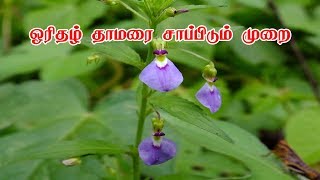 ஓரிதழ் தாமரை சாப்பிடும் முறை How To use Orithal Thamarai  Hybanthus  Siththrkal Ulagam [upl. by Cioban40]