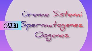 143 Üreme Sistemi  Spermatogenez  Oogenez  ÖABT BİYOLOJİ [upl. by Augustus]