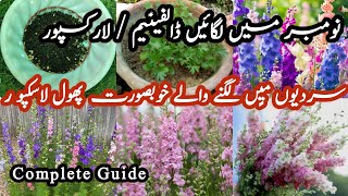 How to grow Dolphinium  Larkspur plant from seeds at homeTHEFLOWERBOX740 [upl. by Christiana73]