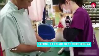 Lucunya Anjing Ini Saat Disuntik [upl. by Chlo255]