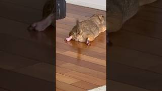 Prairie dog waddle and sploot 🥰 prairiedog animal cute [upl. by Noisla]