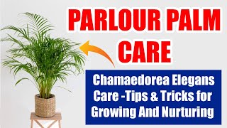 Parlour Palm Chamaedorea Elegans Care  Tips amp Tricks for Growing and Nurturing [upl. by Betthezul]