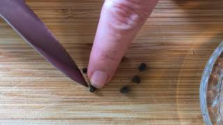 Preparing hibiscus seeds for germination [upl. by Atsyrt]