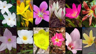 ZEPHYRANTHES VARIETIES  Plants Weekly [upl. by Hareehat665]