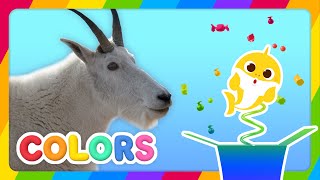 🎁Surprise Box from Baby Shark  Learn Colors with goat 🐐  Show for kids  Best Fun Videos [upl. by Colton221]