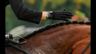 The Must Know Basics of Petting Your Horse [upl. by Halian]