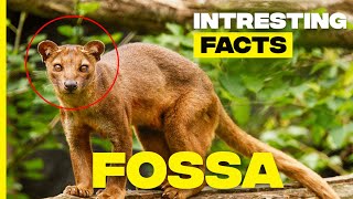 Unveiling the Secrets of the Fossa Apex Predator of the Malagasy Rainforest [upl. by Harlene]