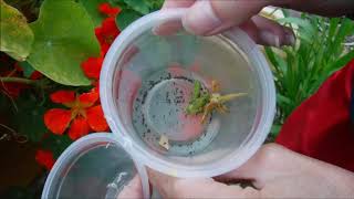 how to collect petunia seeds how to harvest petunia seeds [upl. by Ellerey869]