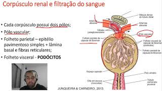 Histologia do Sistema Urinário [upl. by Chapell]