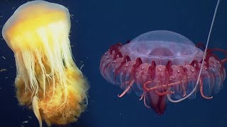 Deep Ocean 10 Hours of Relaxing Oceanscapes  BBC Earth [upl. by Friend892]