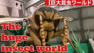 【The huge insect world 】巨大昆虫ワールド insects 昆虫 huge [upl. by Kapor865]