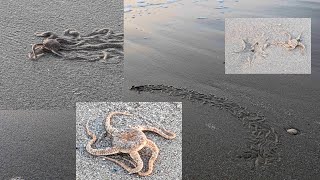 Serpent stars at the beach Slangsterren op het strand [upl. by Anileve]