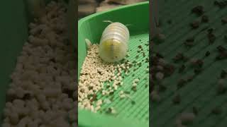 hiphop isopods being cheeky isopod petsvlog bugs isopods funnyshorts [upl. by Eerpud]