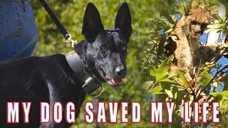 MY DOG SAVED MY LIFE SHOCKING BATTLE BELGIAN MALINOIS VS MOUNTAIN LION [upl. by Oguh]