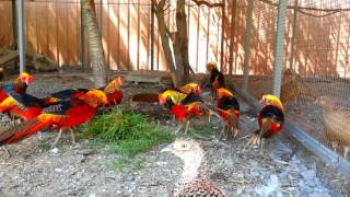 Red golden pheasant [upl. by Pirnot]