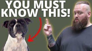 3 THINGS TO KNOW BEFORE GETTING A STAFFORDSHIRE BULL TERRIER [upl. by Tterrab]